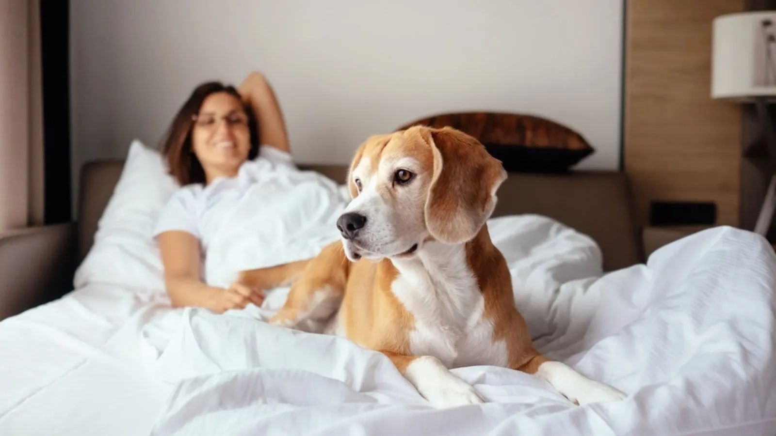 How Pet-Friendly Hotel Features Help Pet Owners Enjoy Stress-Free Travel