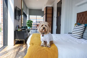 Pet-Friendly Hotel Features